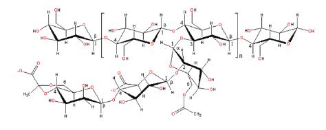 structure xanthan gum